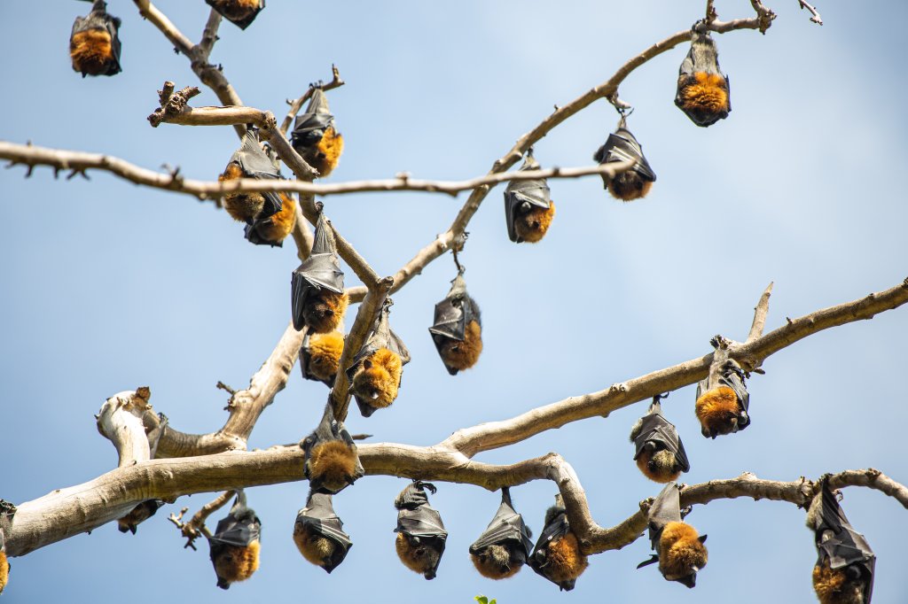Morcegos pendurados em uma árvore