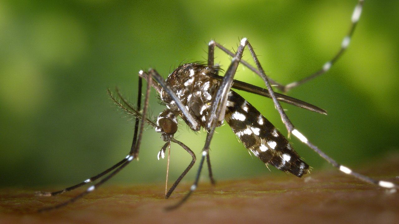 aedes aegypti dengue