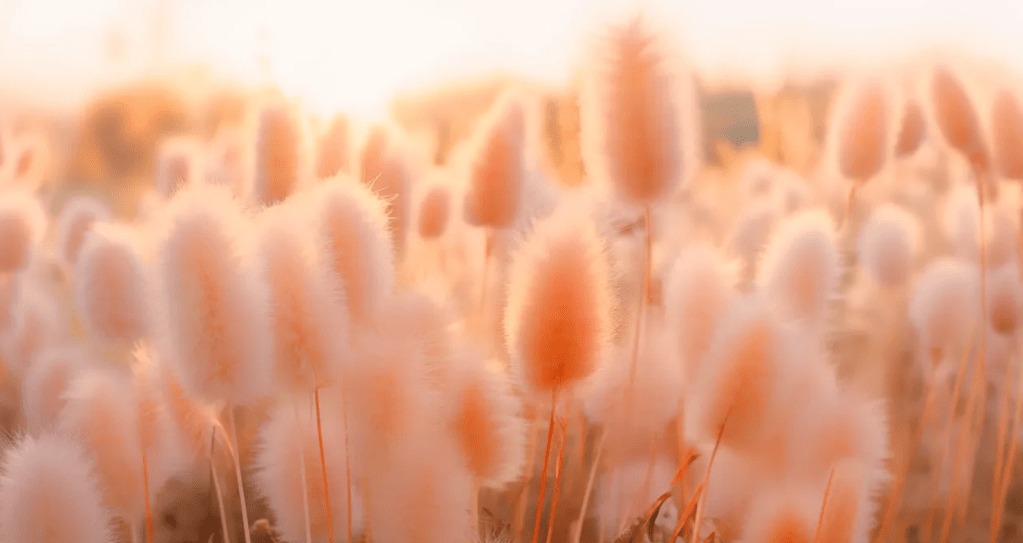 Pantone 2024 – Peach Fuzz