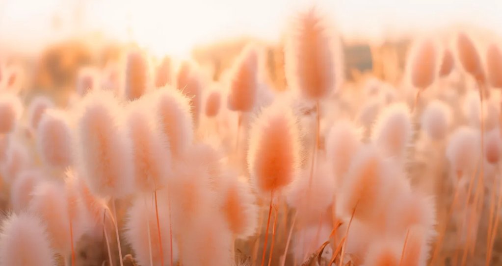 Pantone 2024 – Peach Fuzz Pantone 2024 – Peach Fuzz