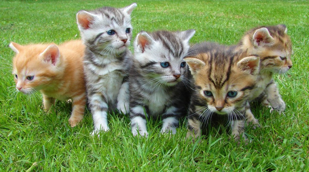 Quatro gatos em um jardim