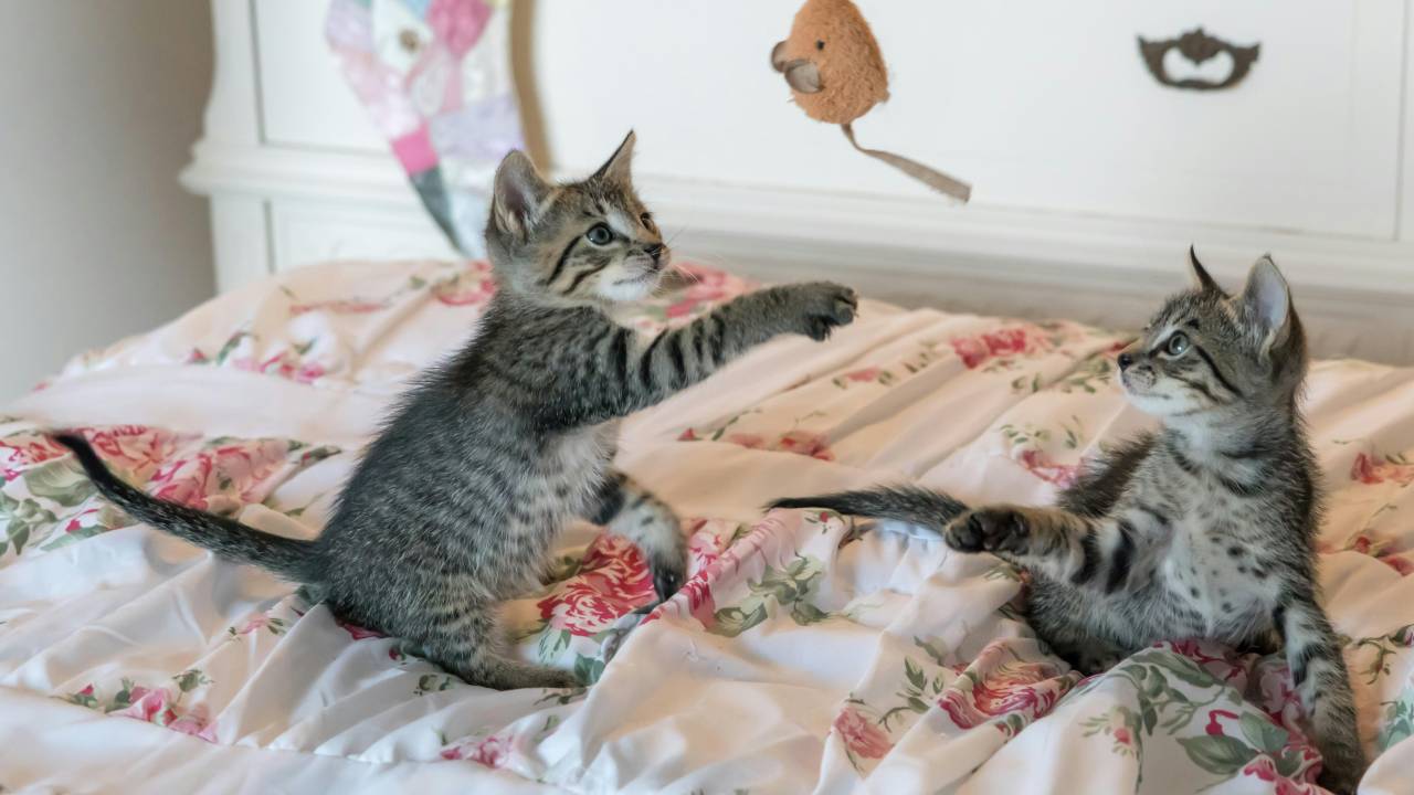 Confira os brinquedos mais perigosos para o seu animal de estimação.