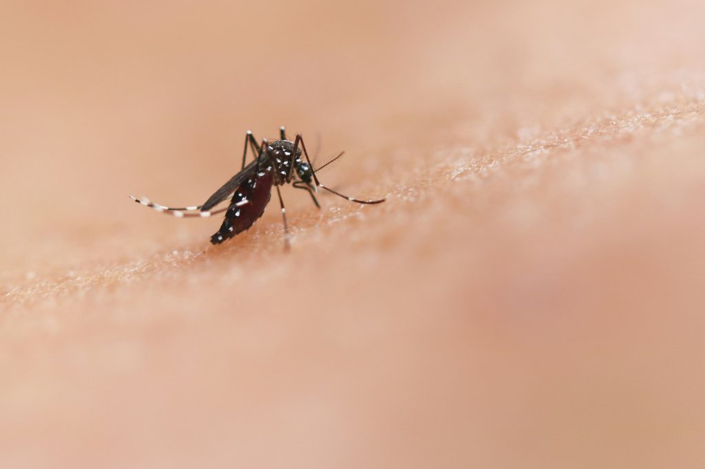 Como acabar com o mosquito da dengue