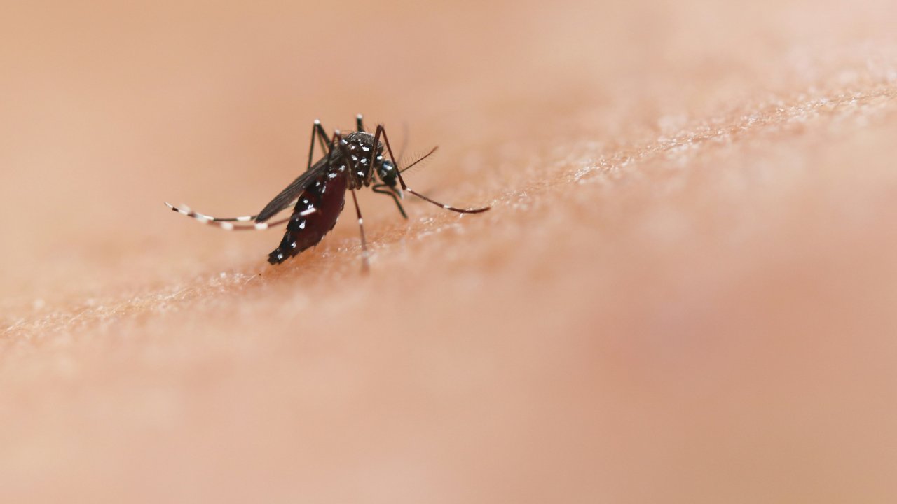 Como acabar com o mosquito da dengue