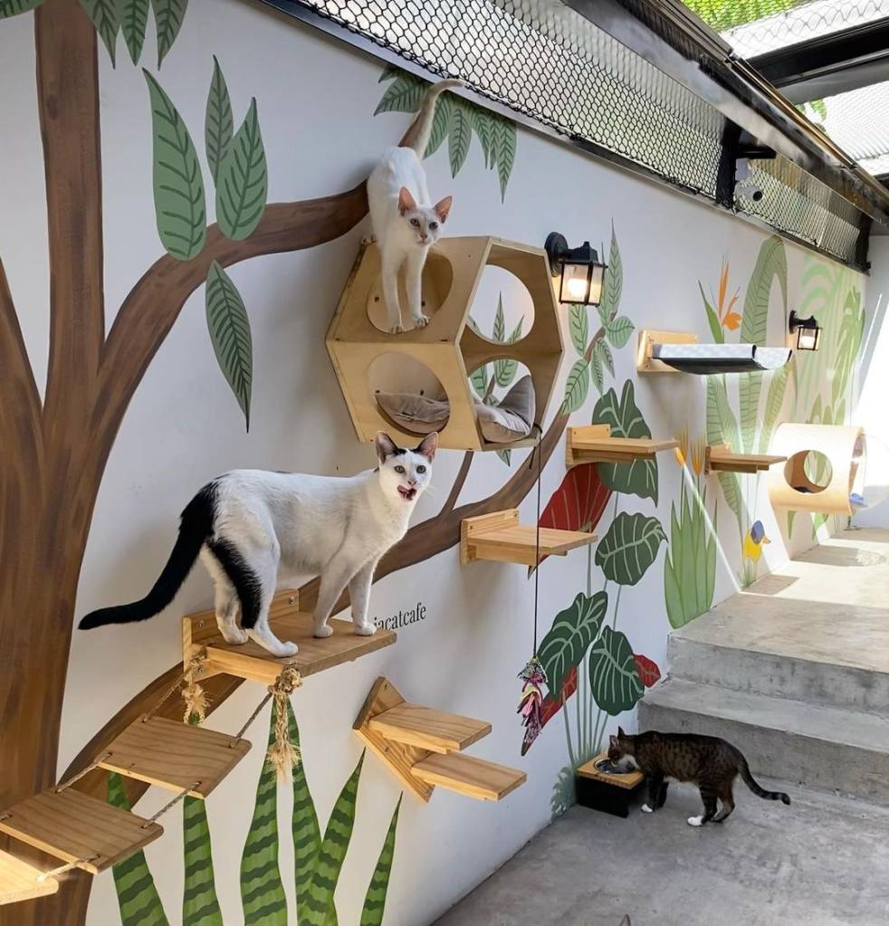 Gateria-cafeteria-com-gatinhos-em-SP-lugares-para-fugir-do-estresse Gateria