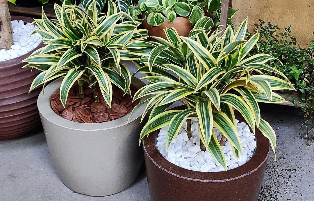 Pleomele variegata