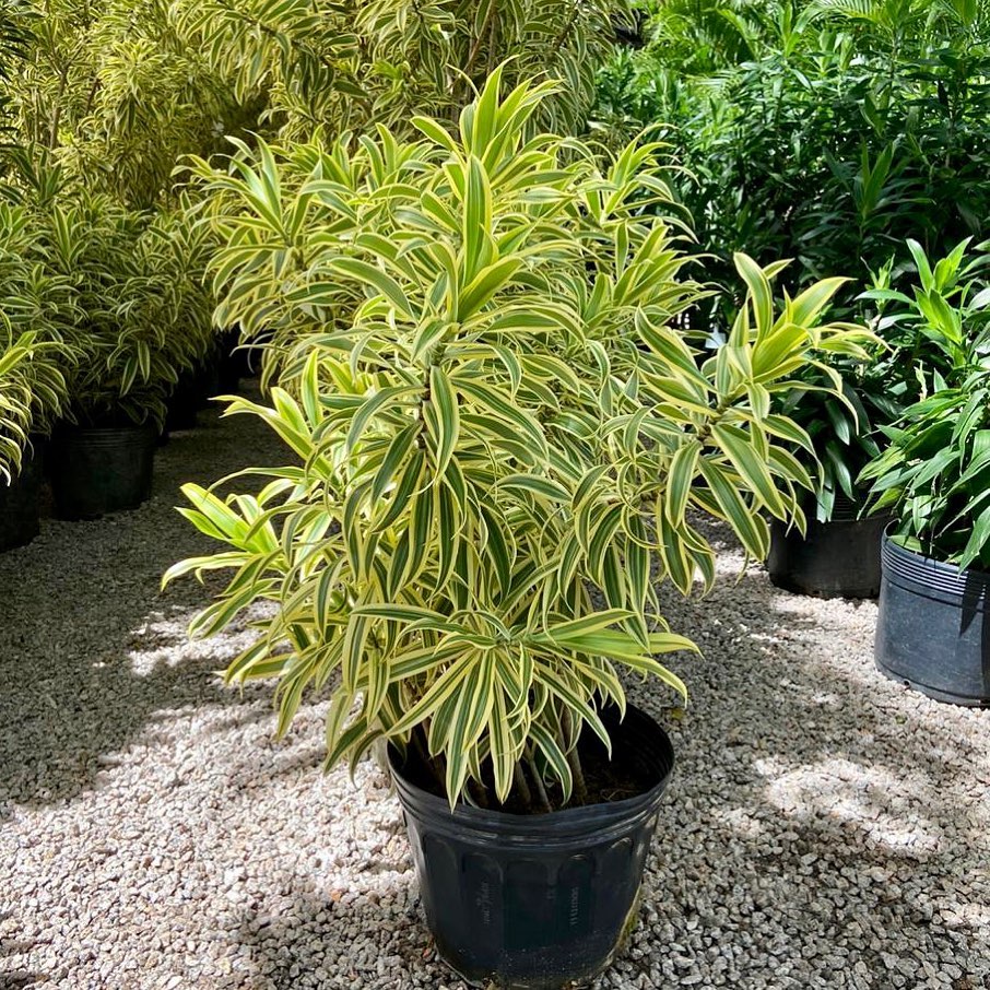 Vaso com pleomele variegata Vaso com pleomele variegata
