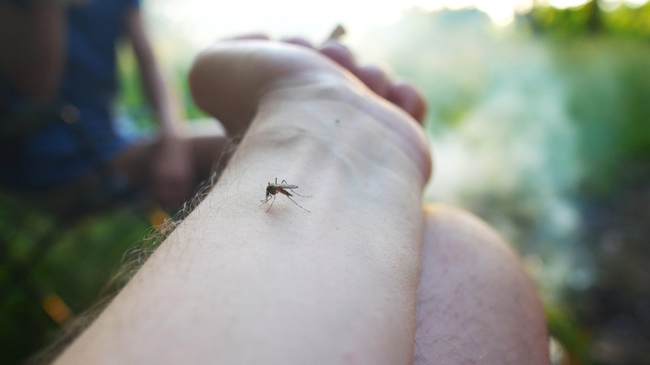 Braço com um mosquito Mariun