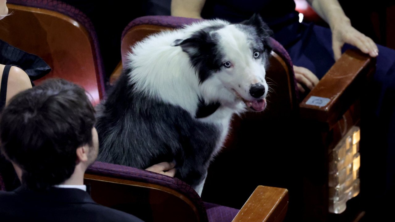 Cachorro de Anatomia de uma Queda comparece ao Oscar 2024.