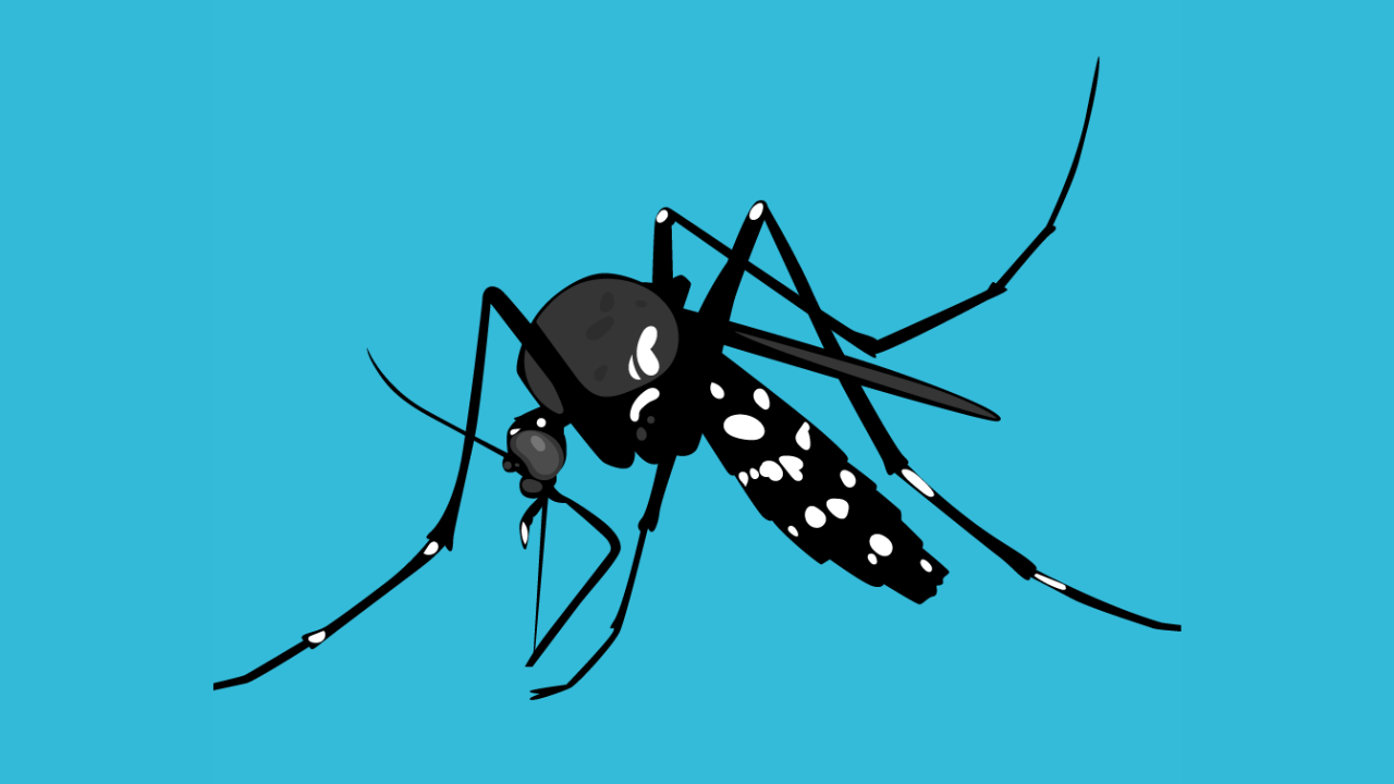 Quais alimentos podem ou não ser ingeridos quando estamos com dengue.