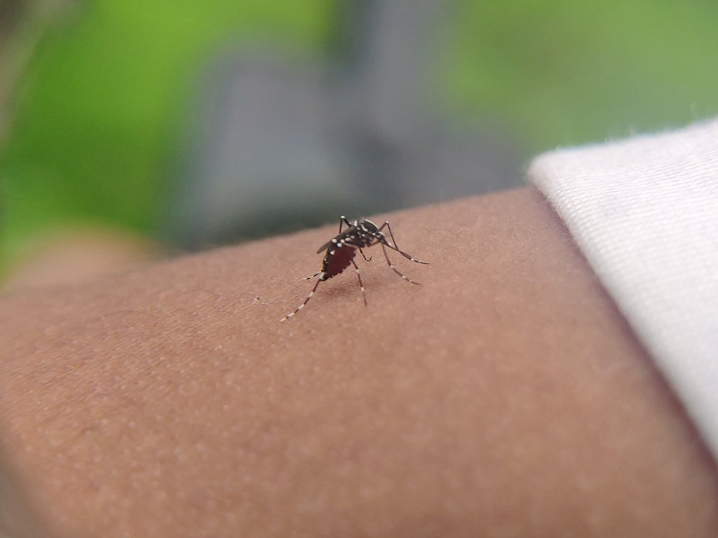 Ministério da Saúde amplia faixa etária da vacinação contra a dengue