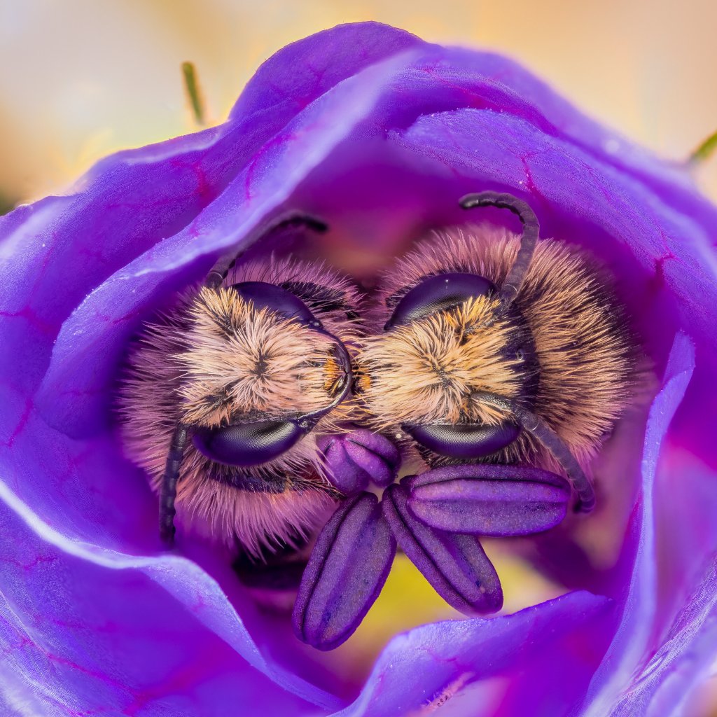 Foto de duas abelhas dentro de uma flor