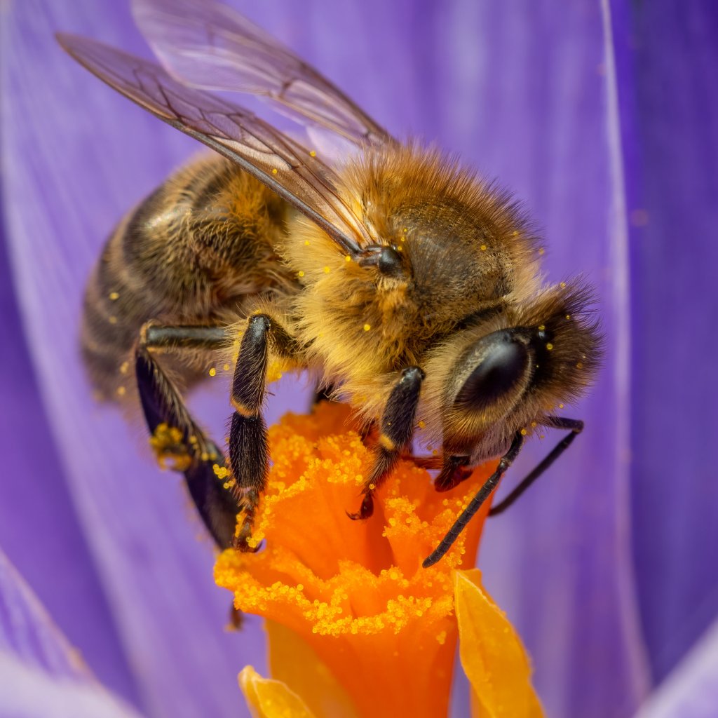 Foto de uma abelha sugando o néctar