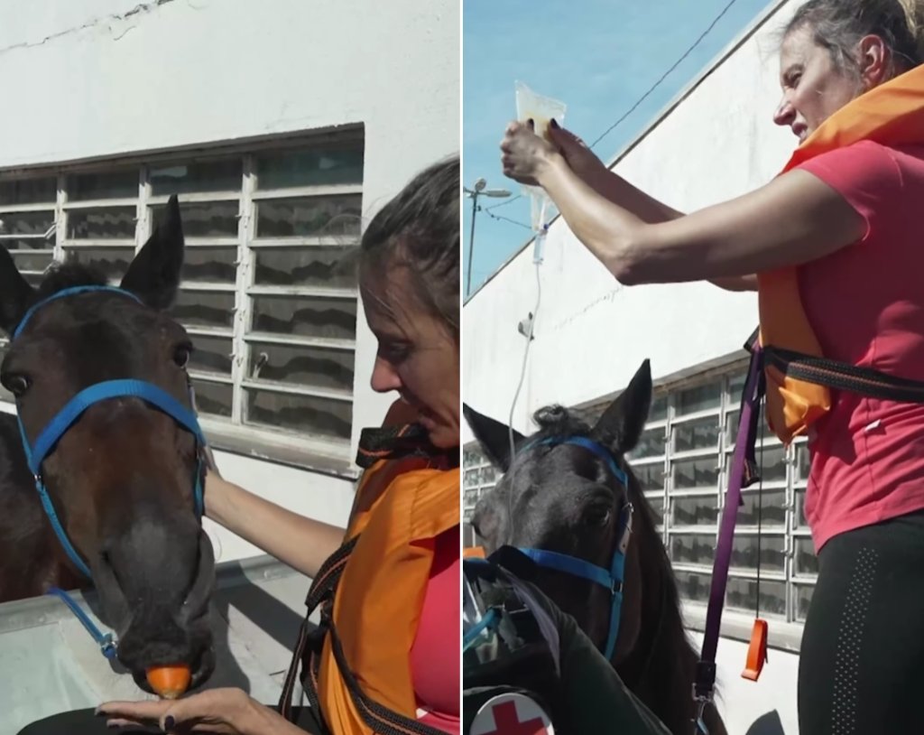 Luisa Mell alimenta égua que estava há 4 dias esperando por resgate no Rio Grande do Sul