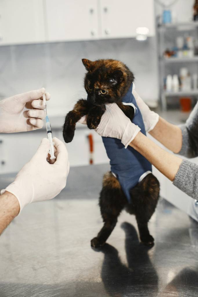 viagens-pets-veterinária-avião Como levar seu pet no avião? Veja dicas e documentos necessários