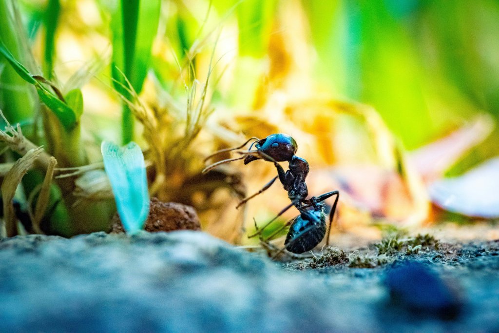 Como eliminar formigas de casa