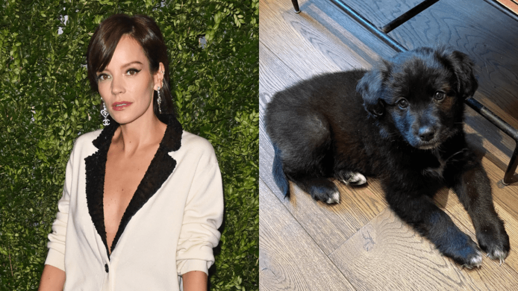 Lily Allen devolve cachorra adotada e afirma: ‘Ela arruinou minha vida’