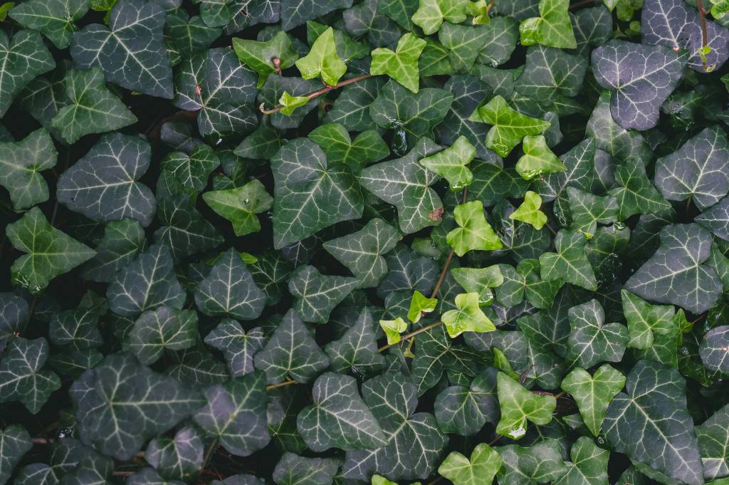 Hera-inglesa-plantas-purificar-ar Conheça plantas que podem melhorar a qualidade do ar na sua casa