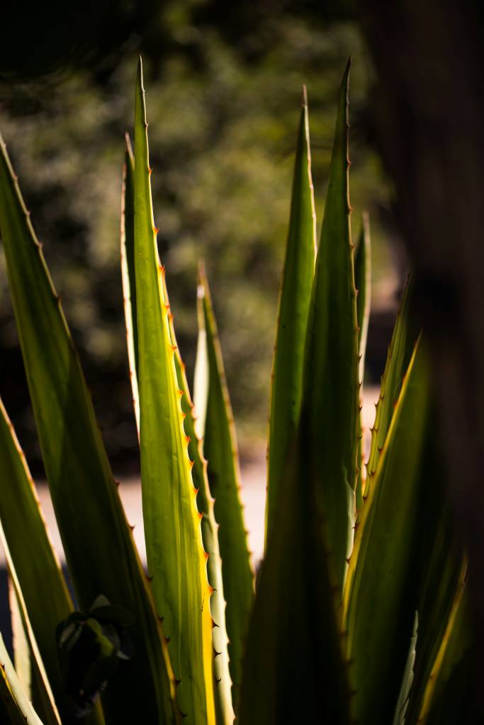 babosa-Jason-Leung-unsplash Babosa minimiza os sinais de envelhecimento
