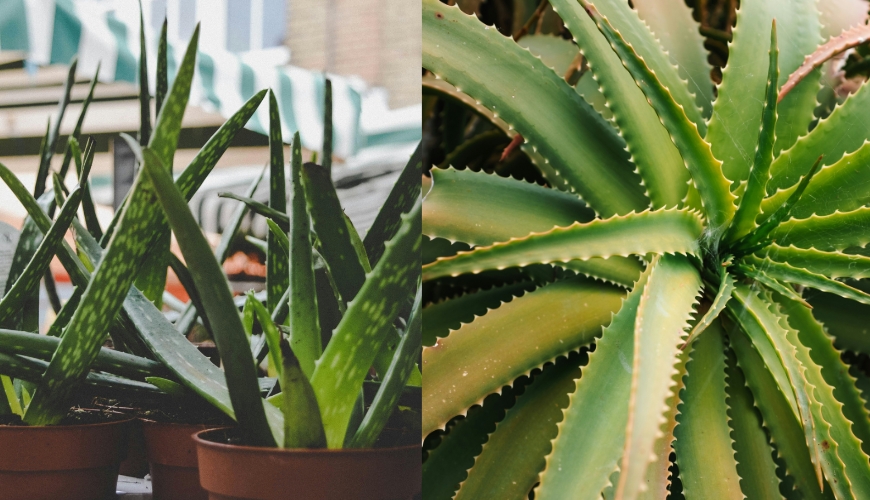 Usar babosa no rosto realmente rejuvenesce?