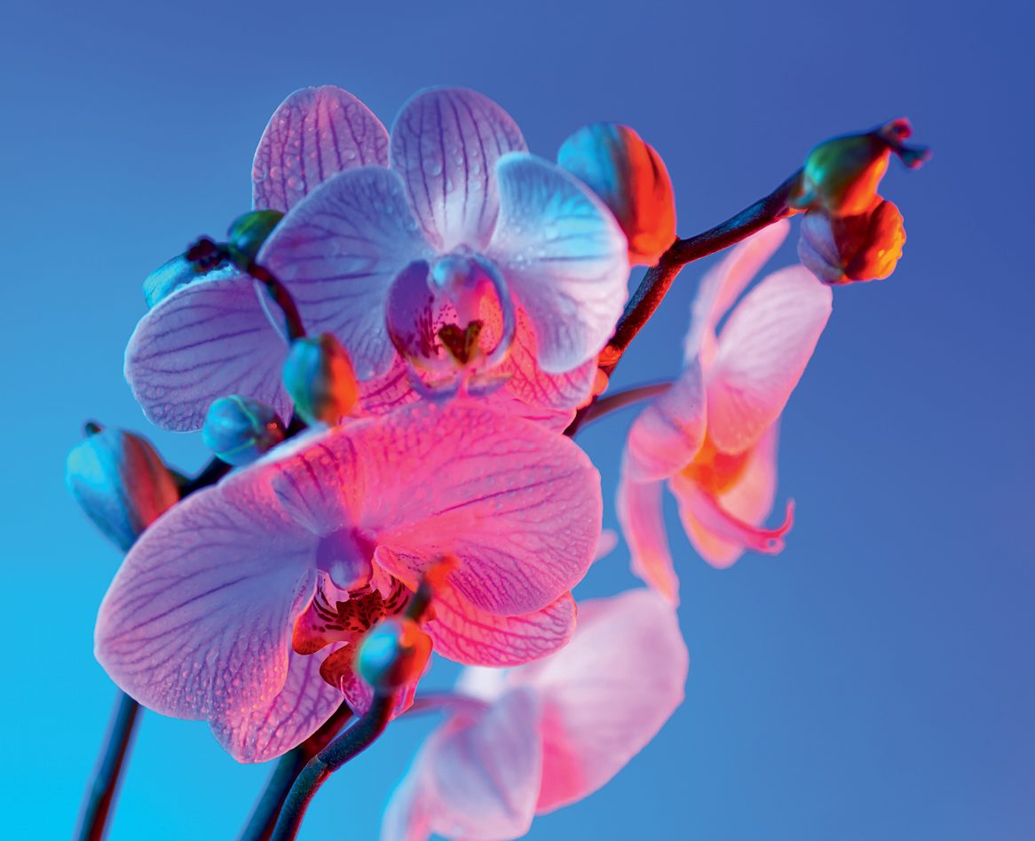 Foto de uma flor rosa em um céu azul