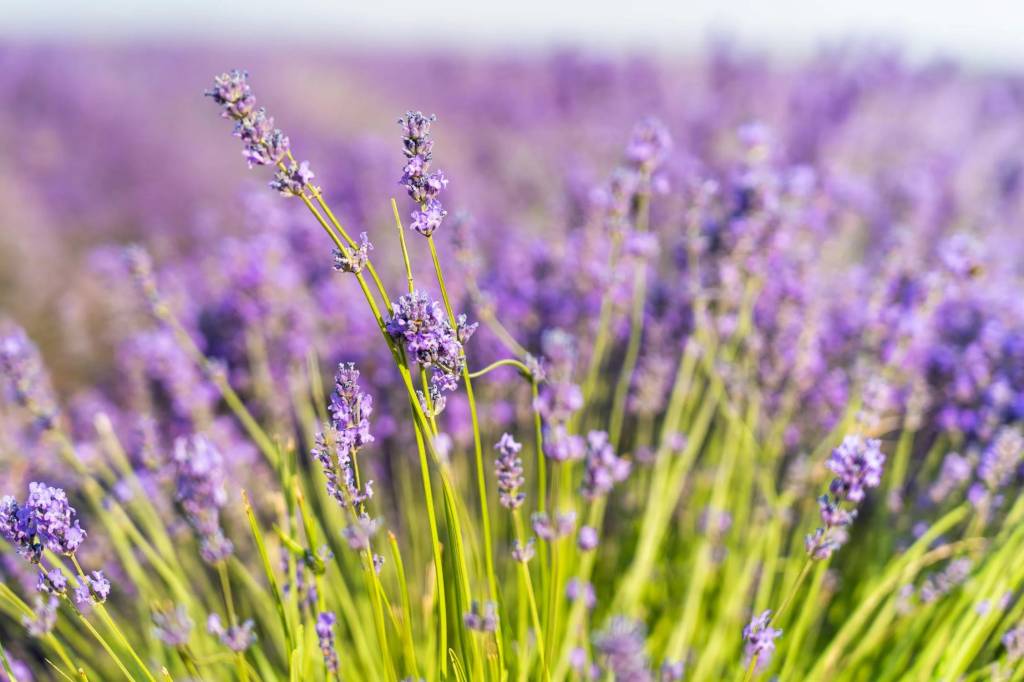 7 flores que toda casa deveria ter nesta primavera