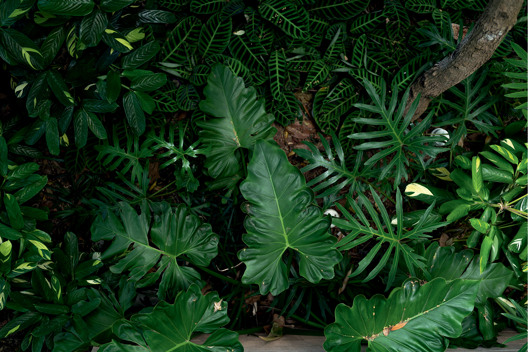 Jardim de Marina Santa Helena