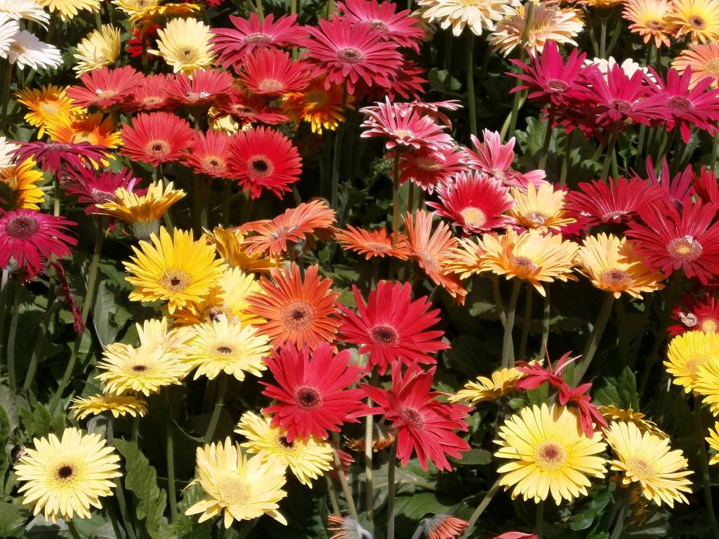 Esta flor tem uma grande variedade de tons e traz alegria ao lar