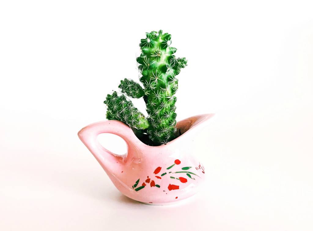 O vaso ideal precisa ser considerado