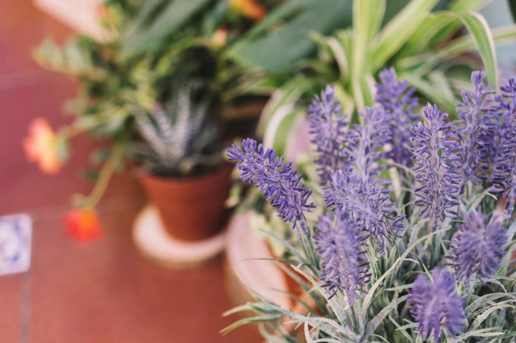 Lavanda traz aroma e até pode atrair borboletas para sua varanda de apartamento