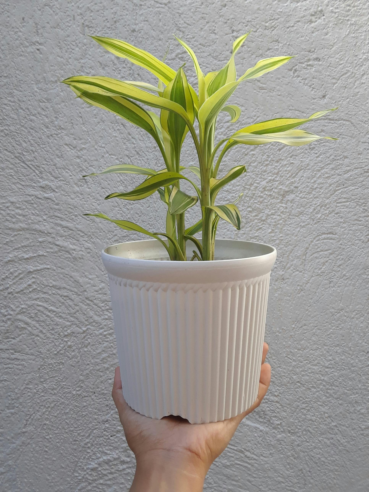 A Dracena Fragrans também é conhecida como pau d'água