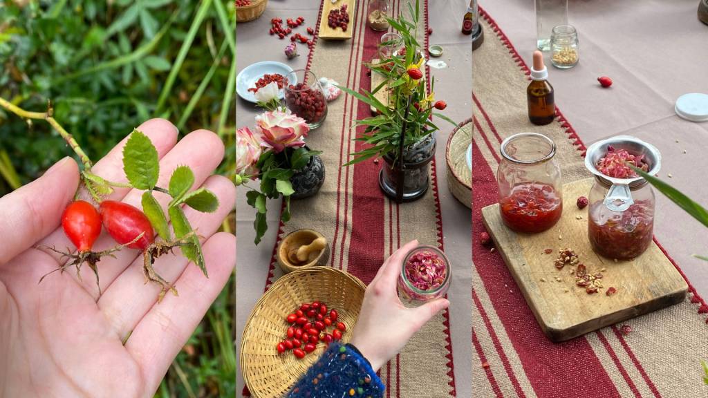 Rosa Mosqueta Para fazer um sérum de rosa mosqueta, é preciso colher o fruto, tirar as sementes, extrair o óleo e combiná-lo com ingredientes hidratantes