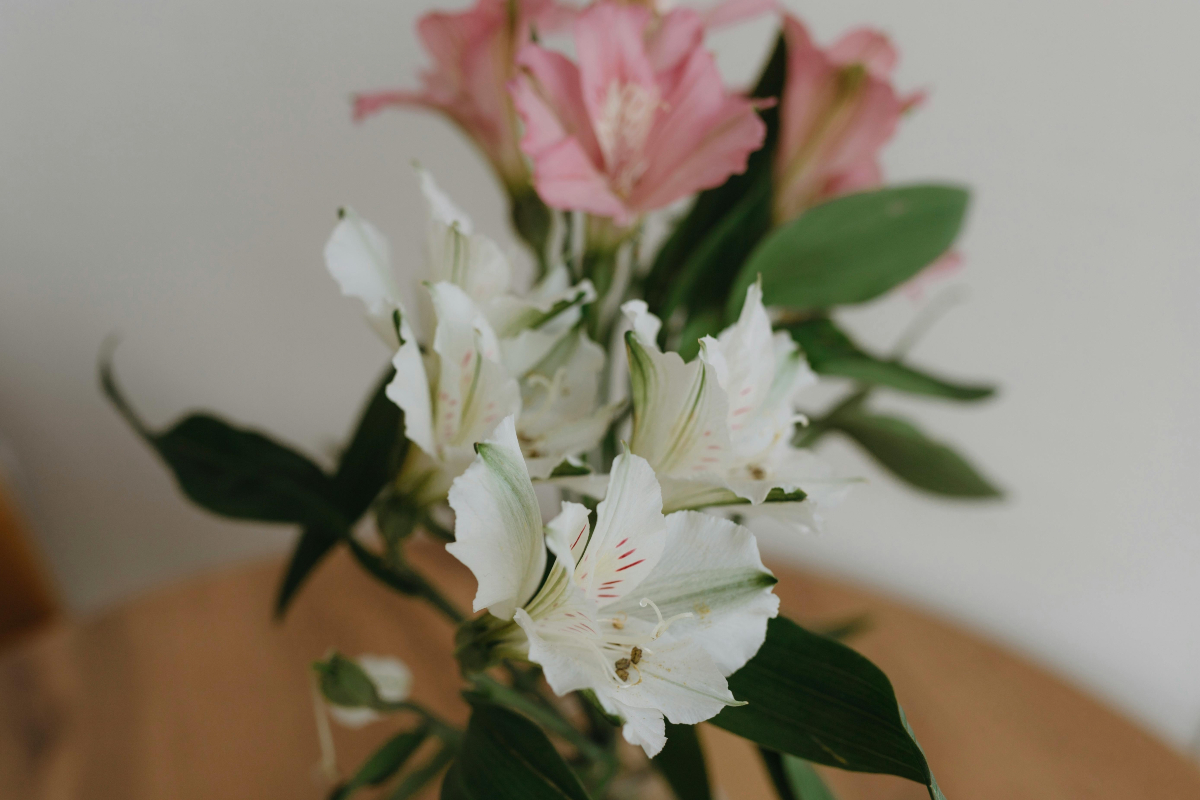 Além de belos, lírios têm fragrância marcante e agradável