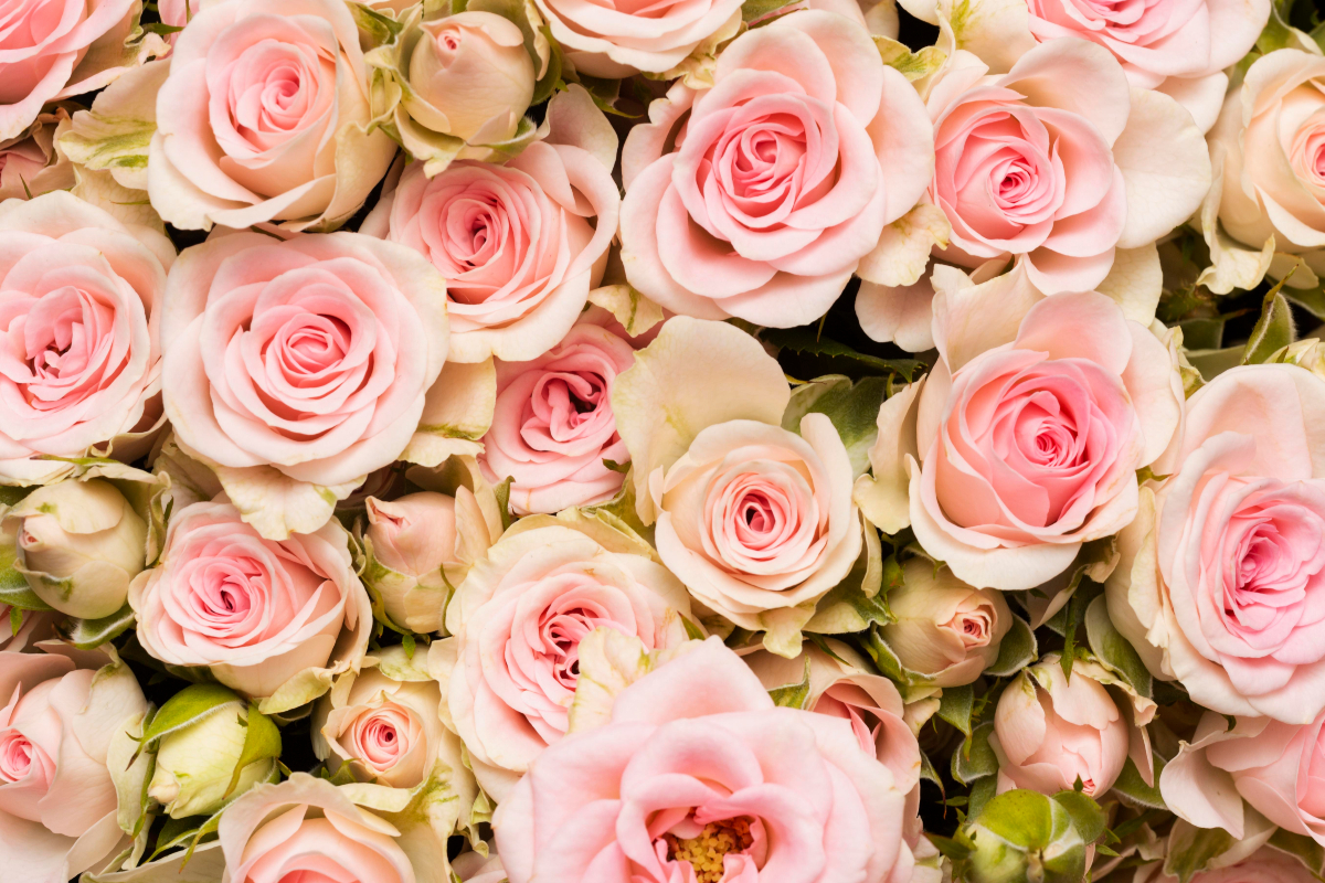 Rosas cor-de-rosa demonstram carinho, ternura, gratidão e admiração pelo amor materno