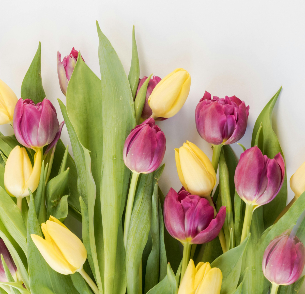 Tulipas de diferentes tons podem ser combinadas para presentear sua mãe