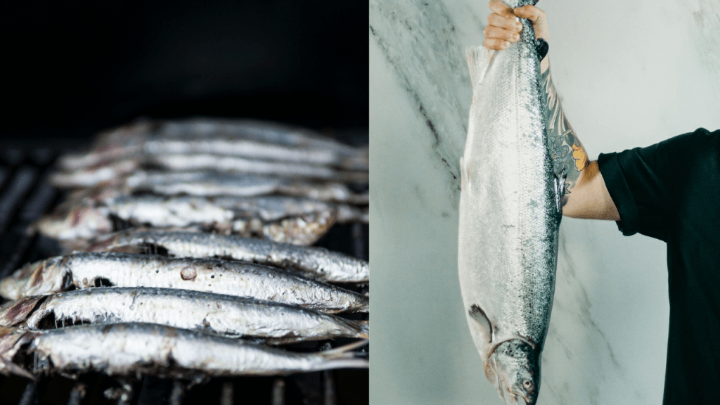 Uma alimentação rica em peixes vai ajudar na sua saúde cardiovascular