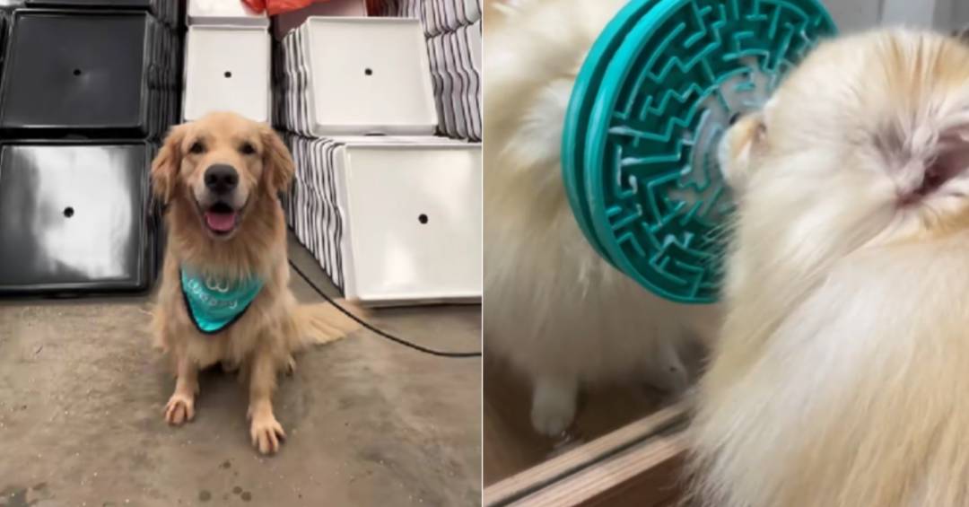 5 produtos de pet shop que facilitam a vida dos… 5 produtos de pet shop que facilitam a vida dos…