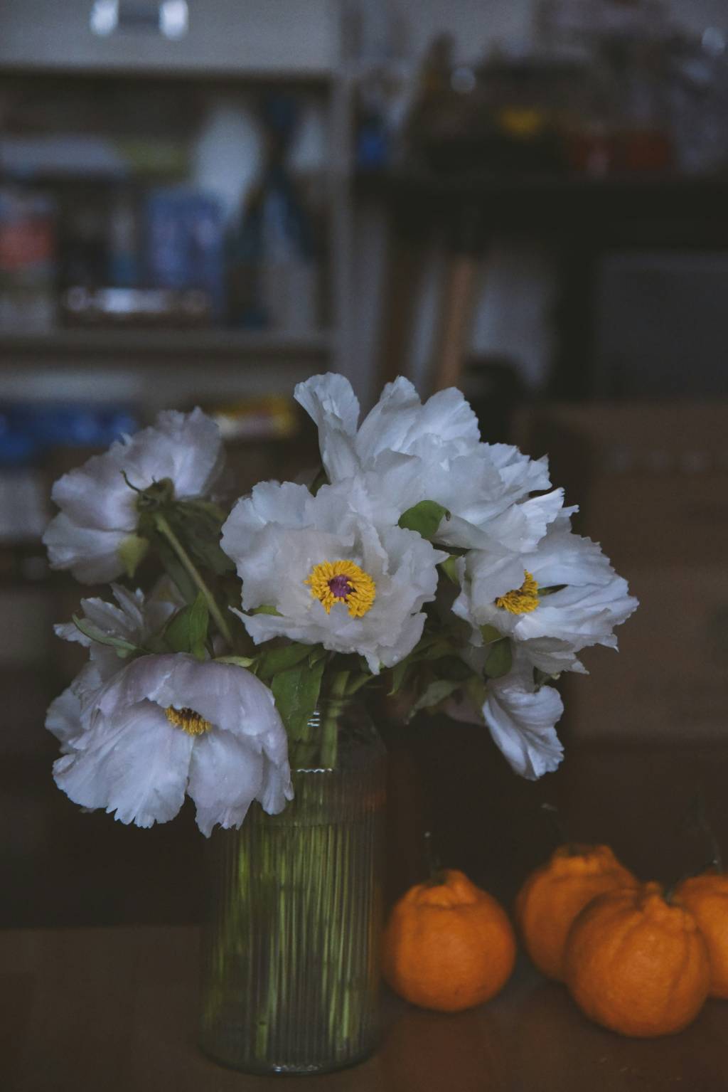 elementos baratinhos – Fotos Unsplash (1) plantas e flores acrescentam à decoração
