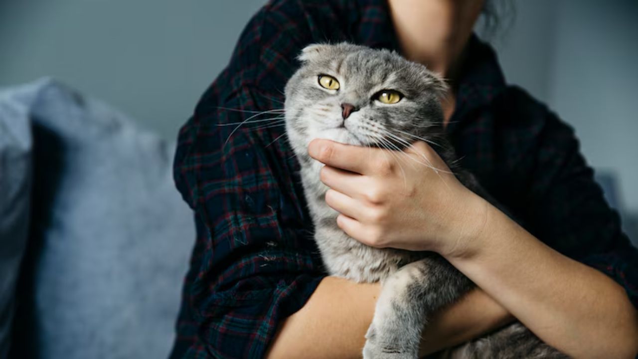 Imagem de gato recebendo carinho no colo de seu dono