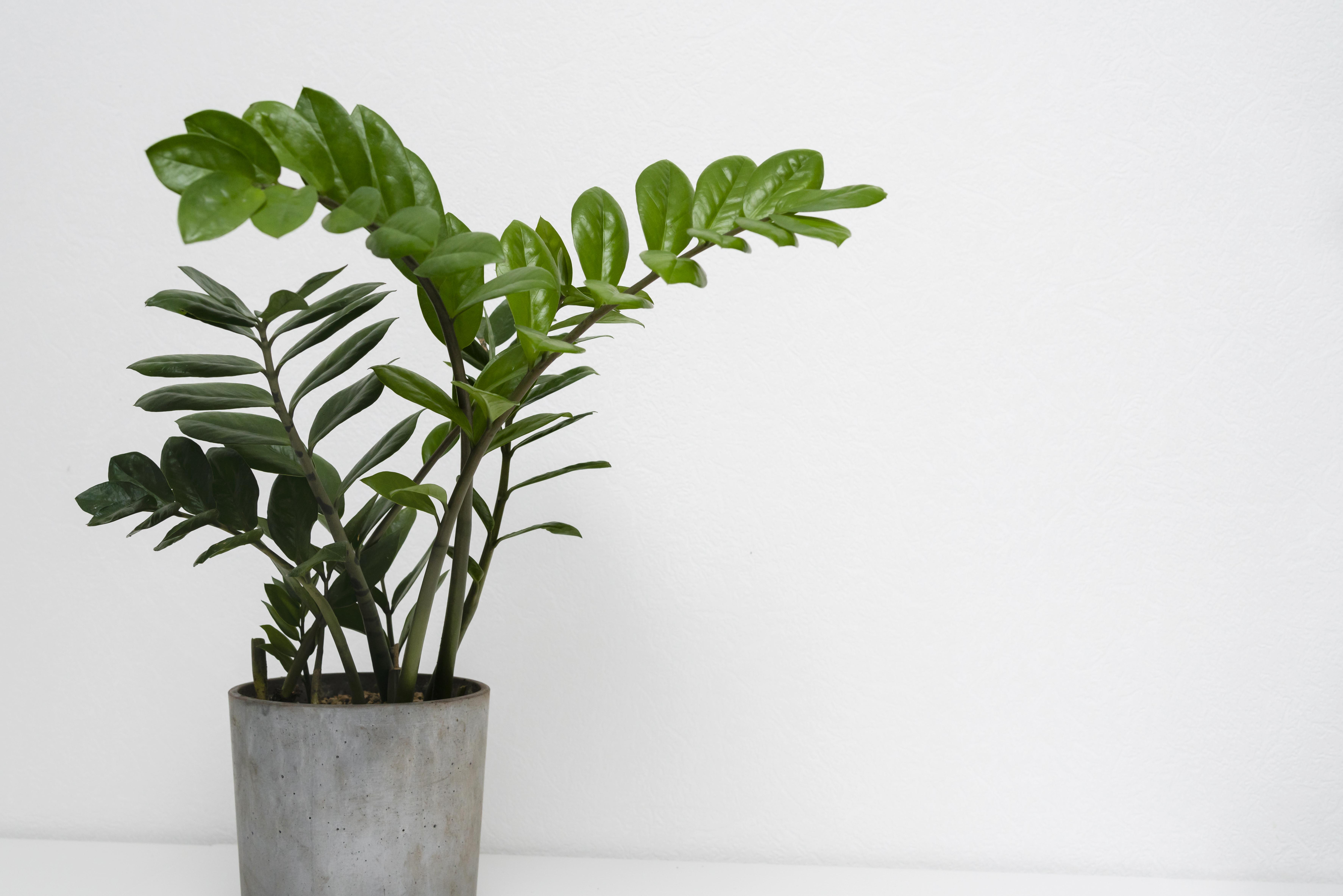 Como cuidar das plantas no inverno