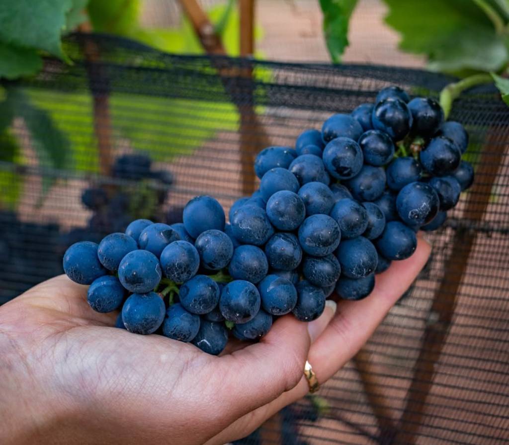 Uvas prontas para serem colhidas na Vinícola Guaspari, em Espírito Santo do Pinhal, interior de SP