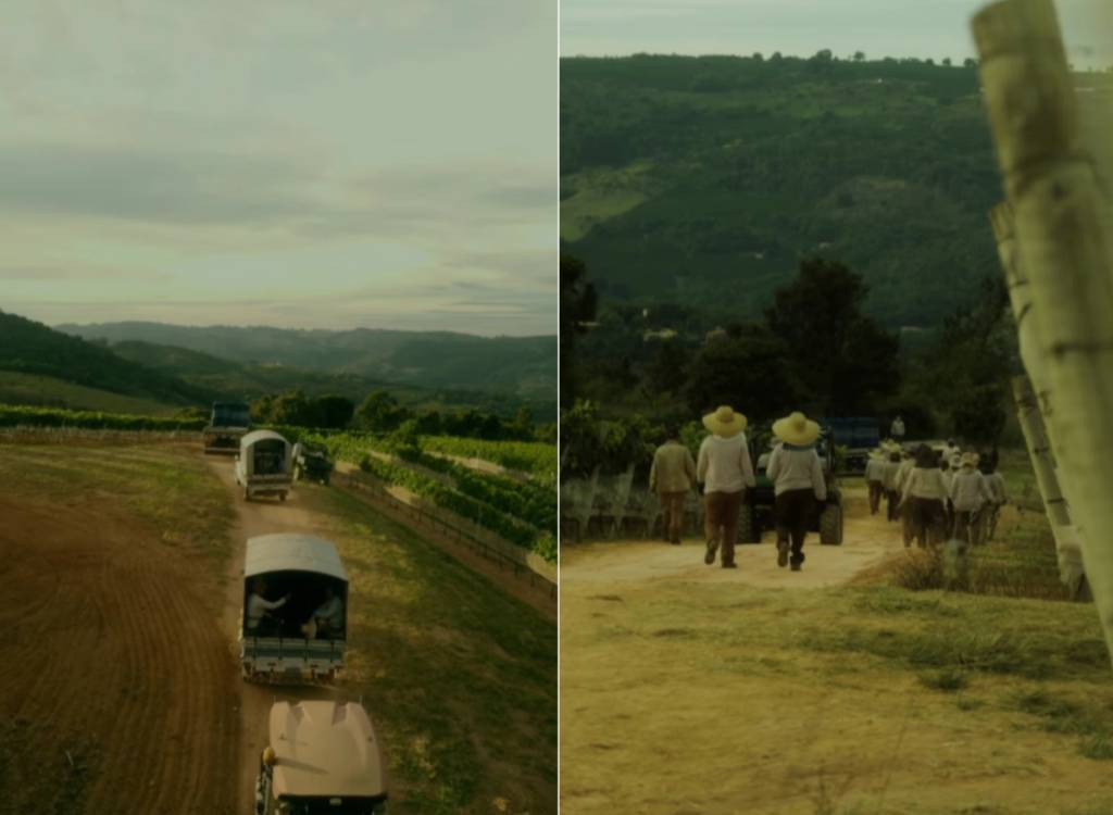 A colheita das uvas na vinícola Guaspari, no interior de SP