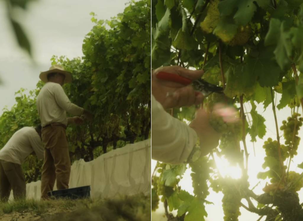 Uvas ficam com telas de proteção até o momento da colheita