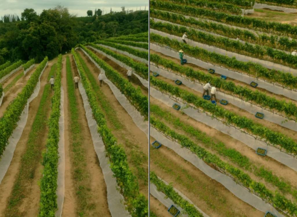 Trabalhadores colhem as uvas na vinícola Guaspari, em Espírito Santo do Pinhal (SP)