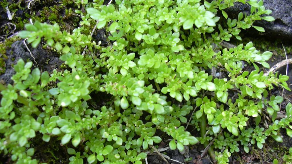 Brilhantina: por que essa planta comestível está conquistando os jardins?