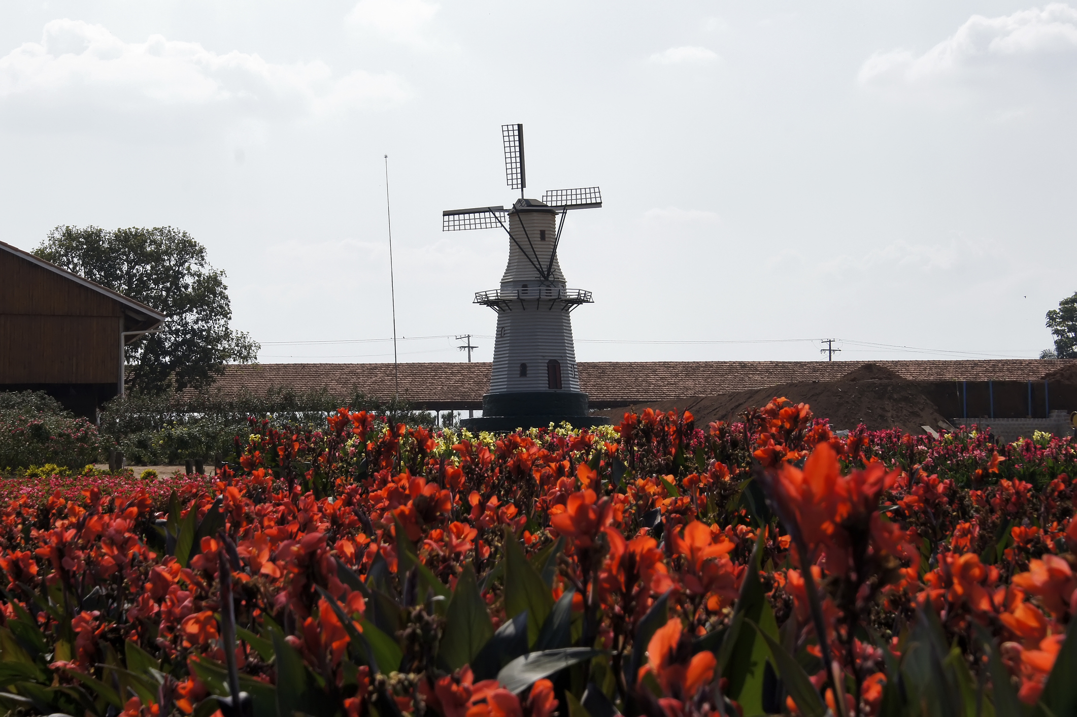 Imagem de moinho de vento e jardim de flores vermelhas em Holambra