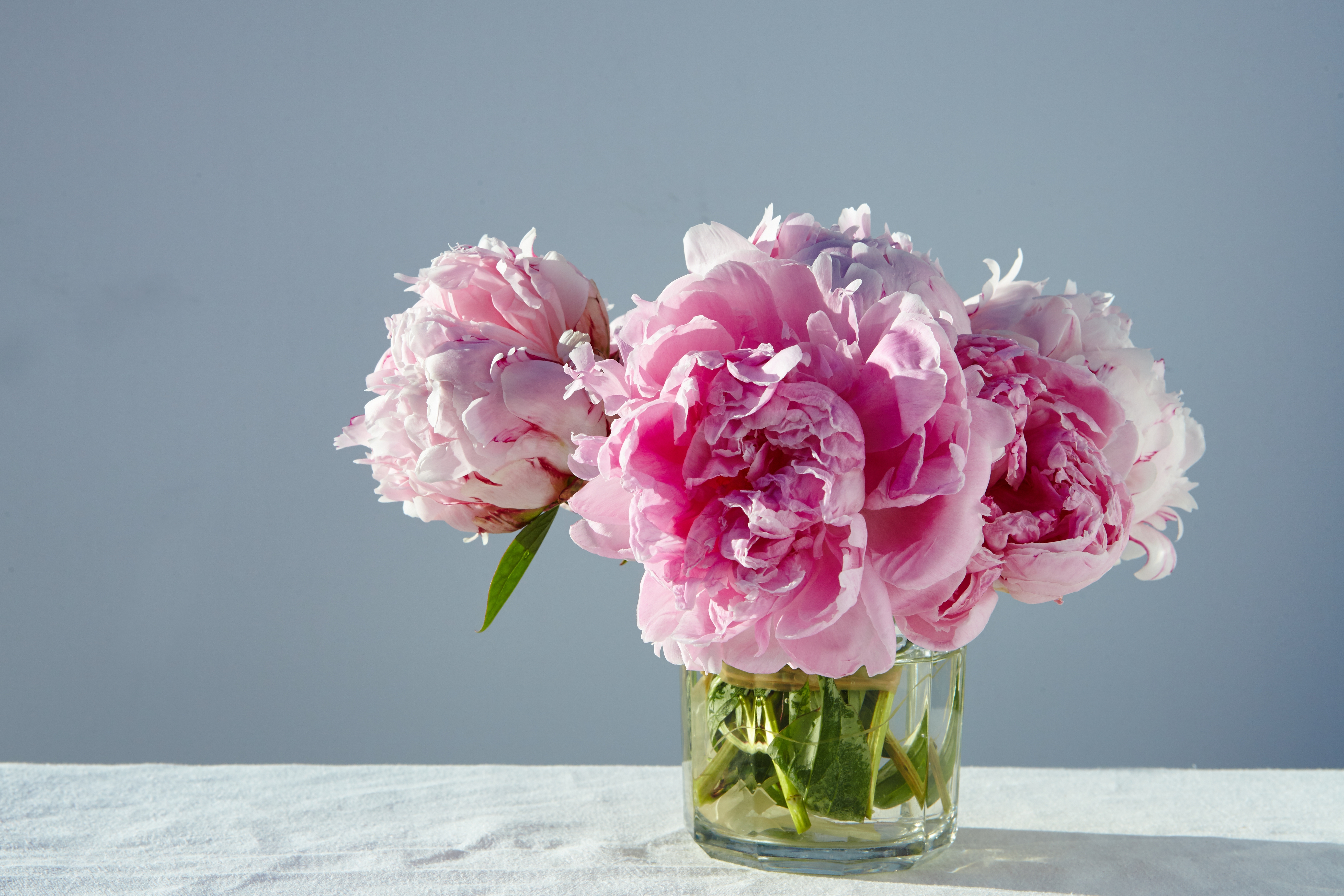 Flores para cultivar na primavera