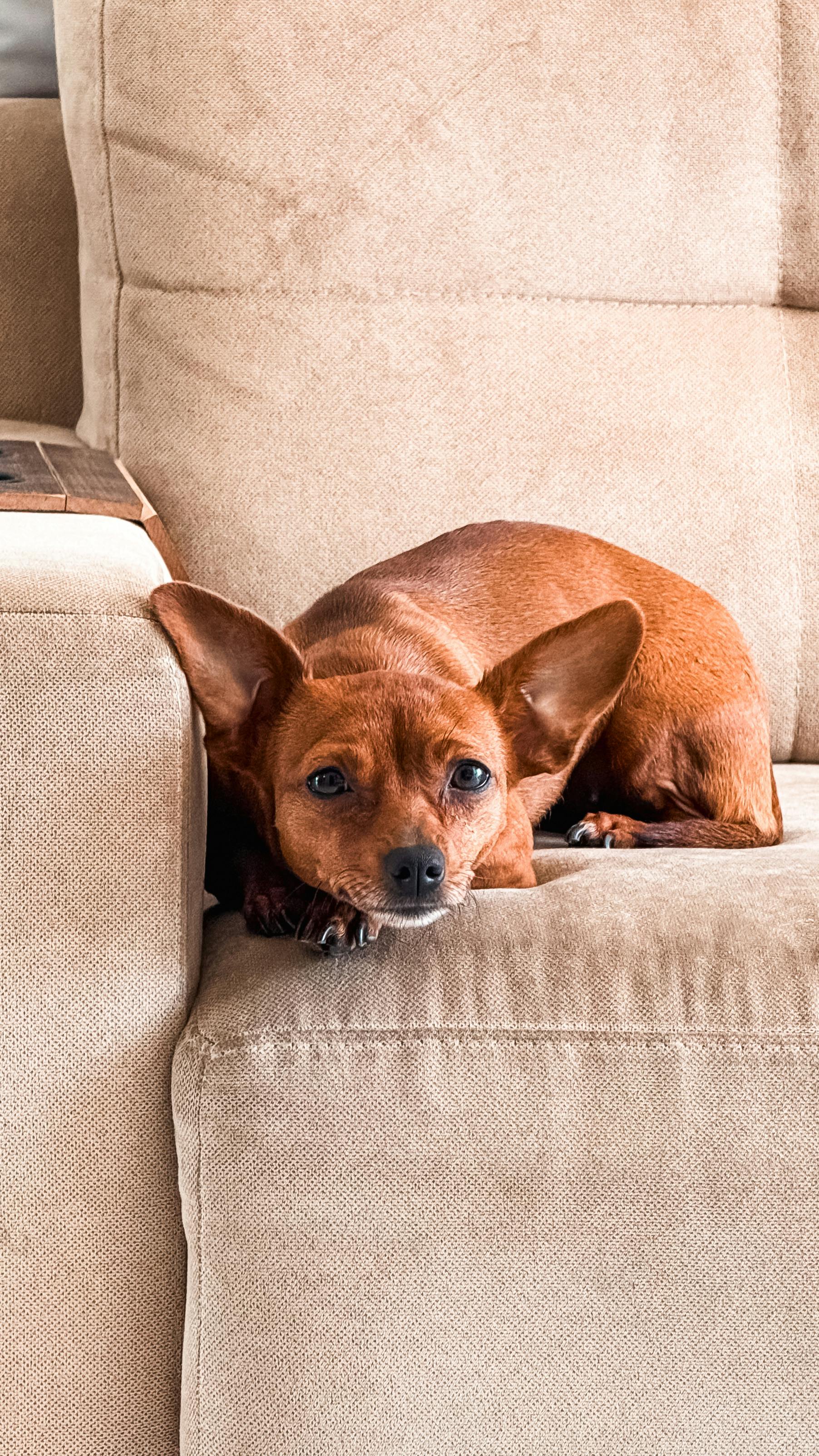 Cachorro pinscher