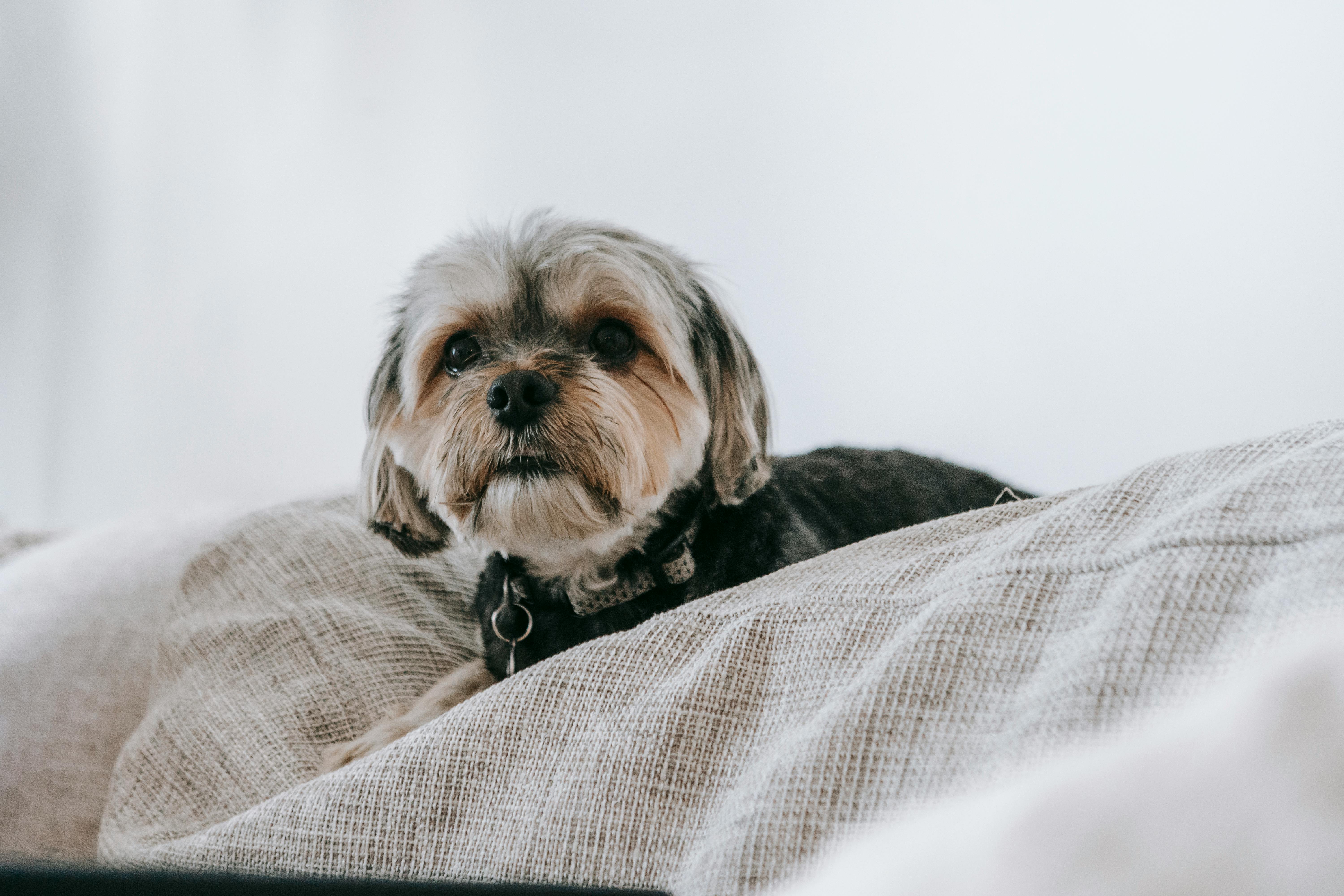 Shih Tzu vive bem em apartamento