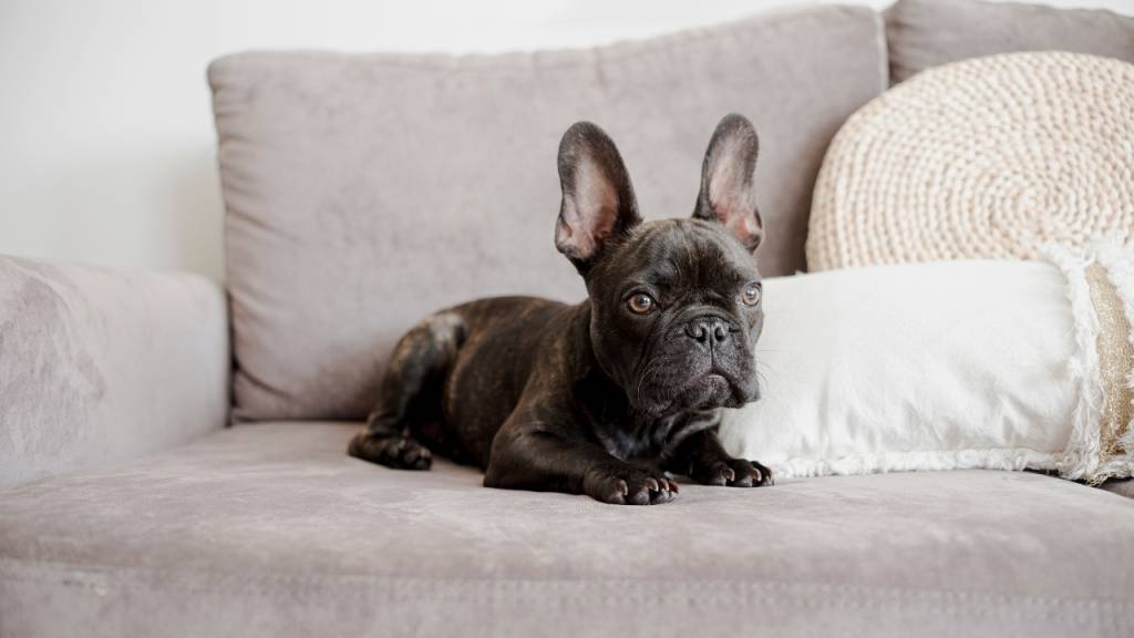 Sofá para casa com pets: descubra os tecidos que resistem a unhas e pelos